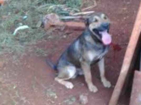 Cachorro ra a pastor alemão com fila idade 2 anos nome Aquiles
