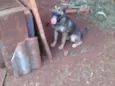 Aquiles