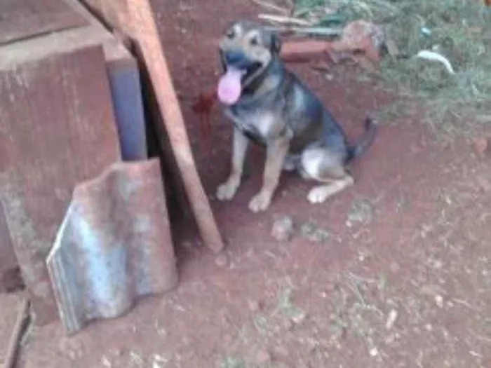 Cachorro ra a pastor alemão com fila idade 2 anos nome Aquiles