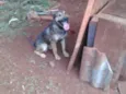 Aquiles