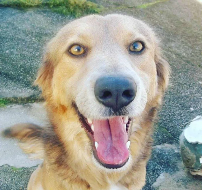 Cachorro ra a Viralata idade 2 anos nome Tequila