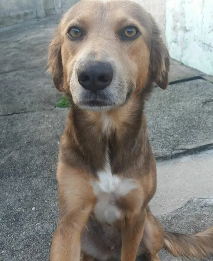 Cachorro ra a Viralata idade 2 anos nome Tequila
