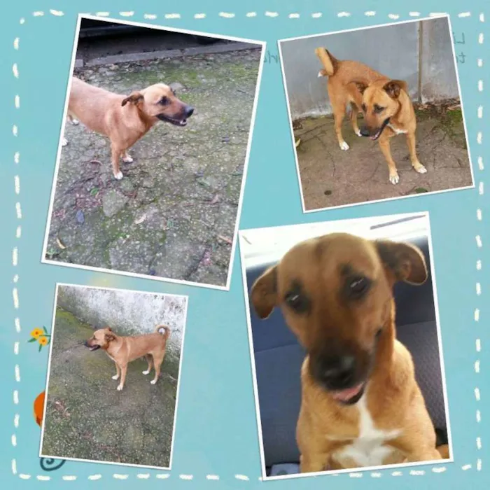 Cachorro ra a SRD idade 1 ano nome Amorosa