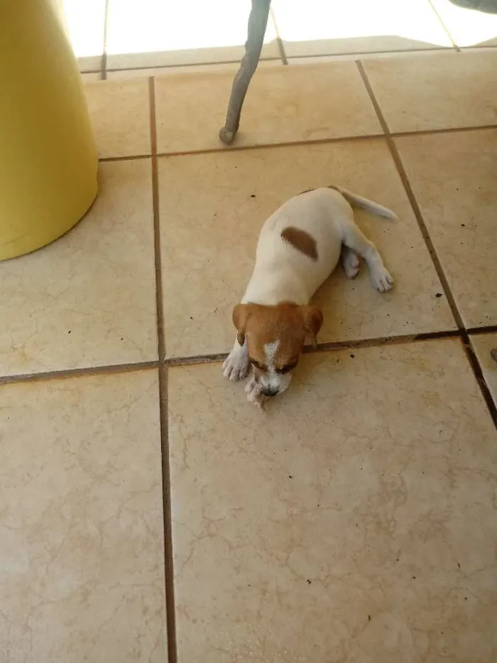 Cachorro ra a SRD idade 2 a 6 meses nome Lolla