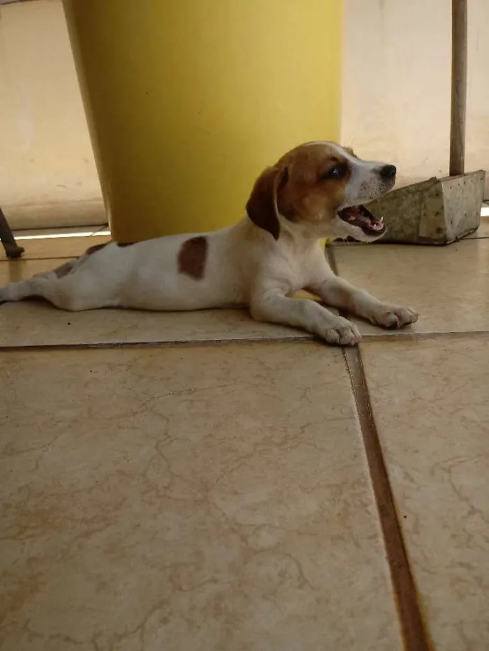Cachorro ra a SRD idade 2 a 6 meses nome Lolla