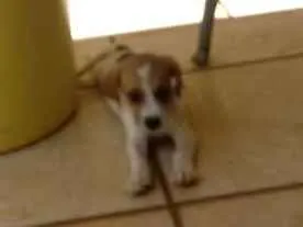 Cachorro ra a SRD idade 2 a 6 meses nome Lolla