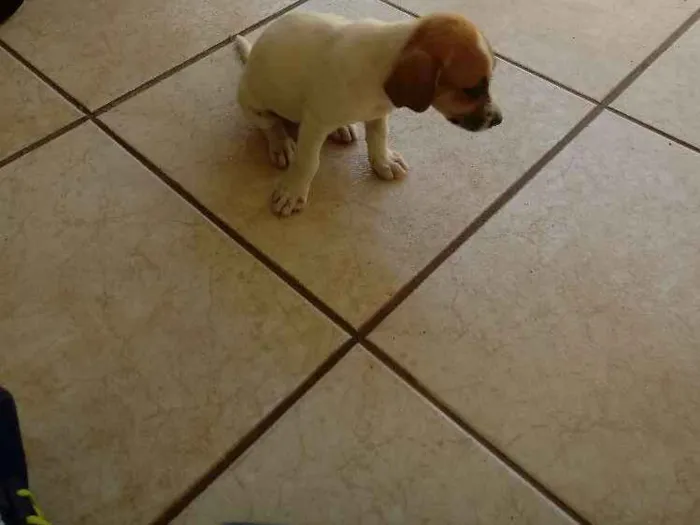 Cachorro ra a SRD idade 2 a 6 meses nome Lolla