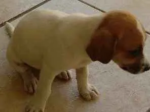 Cachorro ra a SRD idade 2 a 6 meses nome Lolla