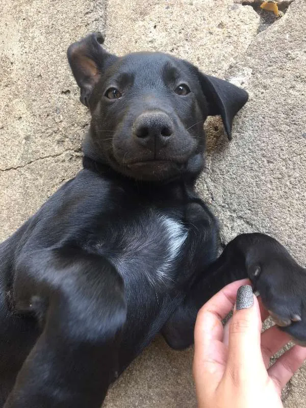 Cachorro ra a Mista (Labrador) idade 2 a 6 meses nome FILHOTE MUITO FOFO!