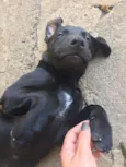 FILHOTE MUITO FOFO!