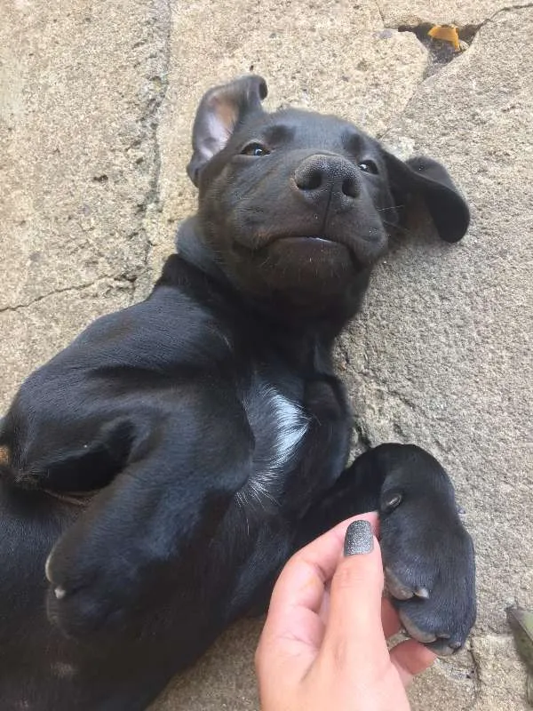 Cachorro ra a Mista (Labrador) idade 2 a 6 meses nome FILHOTE MUITO FOFO!