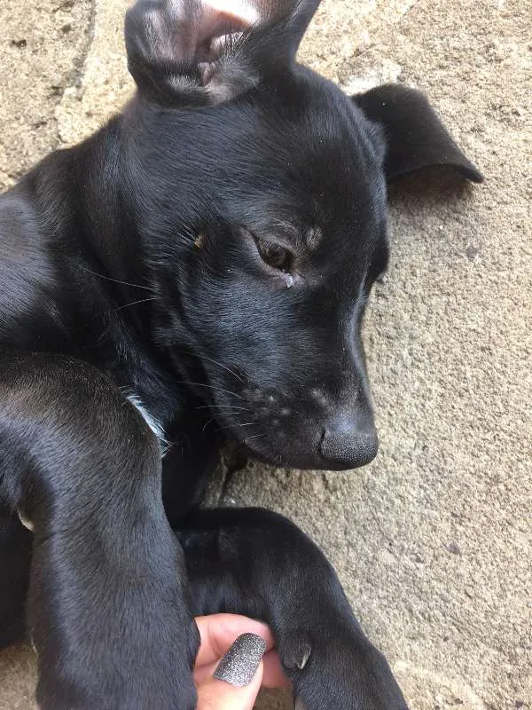 Cachorro ra a Mista (Labrador) idade 2 a 6 meses nome FILHOTE MUITO FOFO!