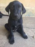 FILHOTE MUITO FOFO!
