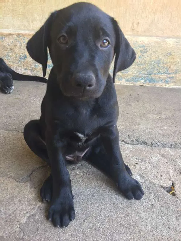 Cachorro ra a Mista (Labrador) idade 2 a 6 meses nome FILHOTE MUITO FOFO!