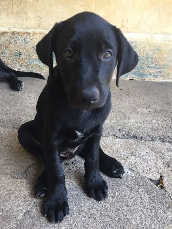 Cachorro ra a Mista (Labrador) idade 2 a 6 meses nome FILHOTE MUITO FOFO!