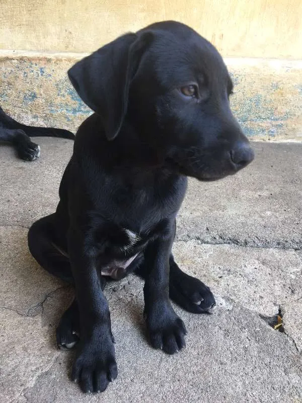 Cachorro ra a Mista (Labrador) idade 2 a 6 meses nome FILHOTE MUITO FOFO!