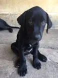 FILHOTE MUITO FOFO!