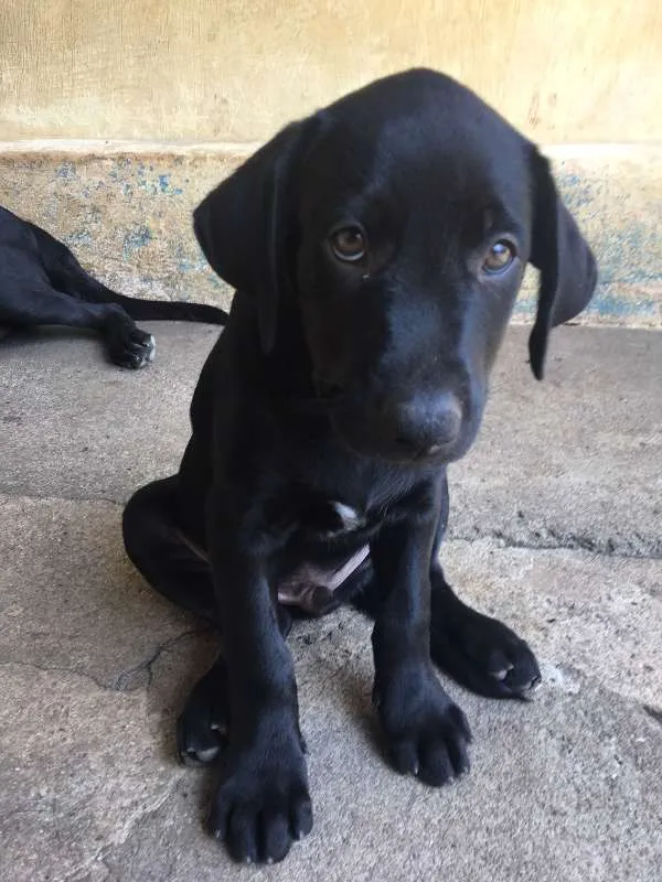 Cachorro ra a Mista (Labrador) idade 2 a 6 meses nome FILHOTE MUITO FOFO!
