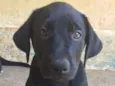 FILHOTE MUITO FOFO!