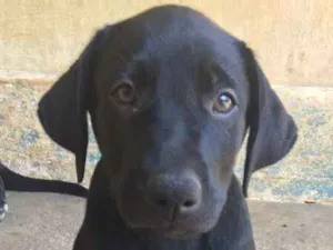 Cachorro raça Mista (Labrador) idade 2 a 6 meses nome FILHOTE MUITO FOFO!