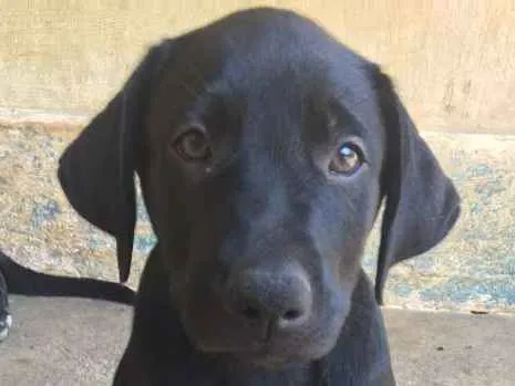 Cachorro ra a Mista (Labrador) idade 2 a 6 meses nome FILHOTE MUITO FOFO!