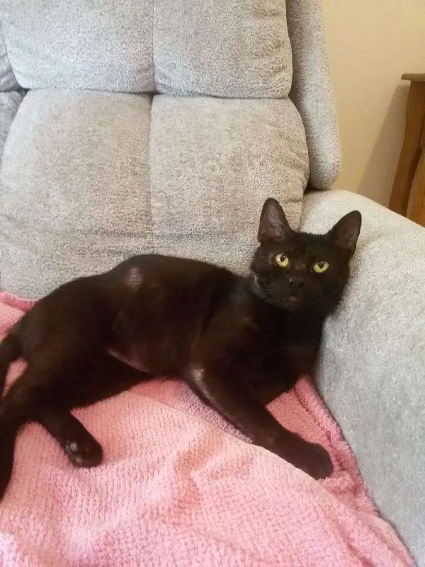 Gato ra a SRD idade 2 anos nome Amadeu