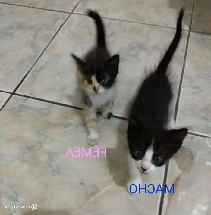 Gato ra a Sem raça idade 2 a 6 meses nome Varios