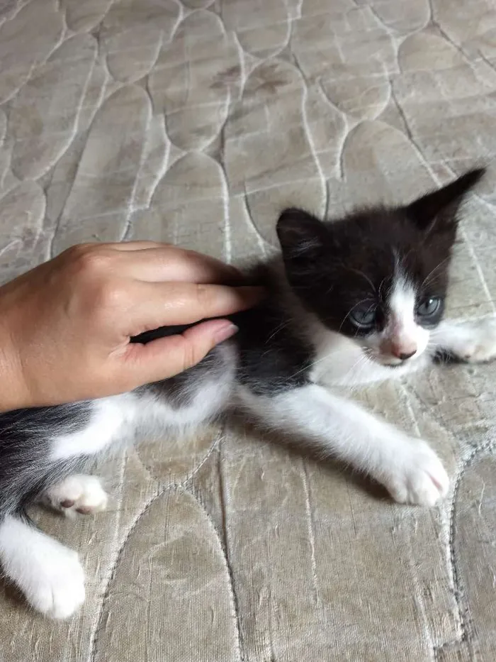 Gato ra a Sem raça idade 2 a 6 meses nome Varios