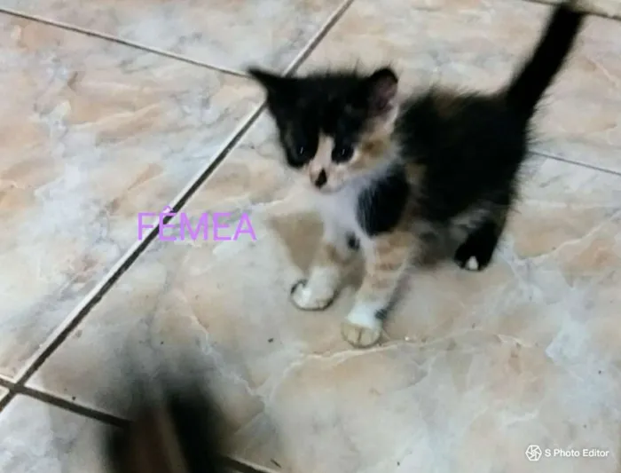Gato ra a Sem raça idade 2 a 6 meses nome Varios