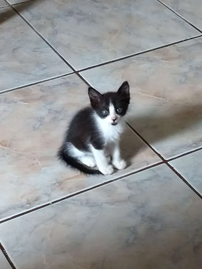 Gato ra a Sem raça idade 2 a 6 meses nome Varios