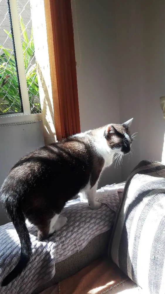Gato ra a Siamês  idade 5 anos nome Frederico