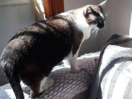 Gato ra a Siamês  idade 5 anos nome Frederico