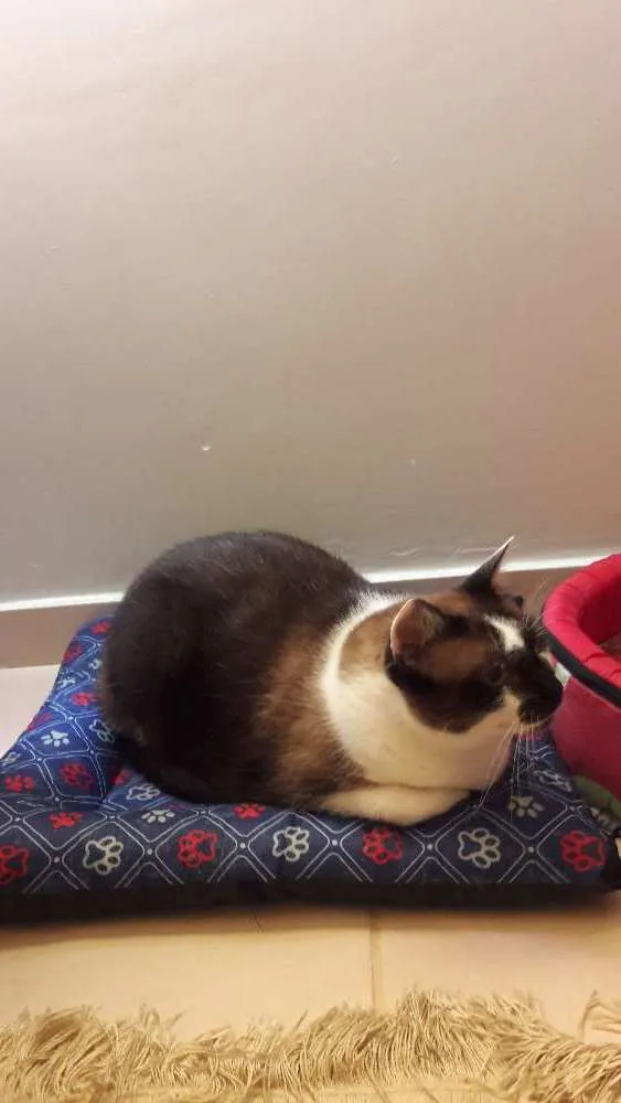 Gato ra a Siamês  idade 5 anos nome Frederico