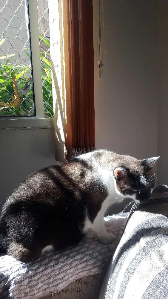 Gato ra a Siamês  idade 5 anos nome Frederico