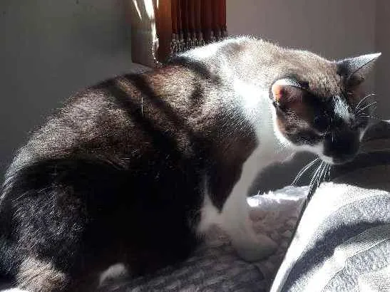 Gato ra a Siamês  idade 5 anos nome Frederico