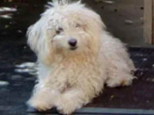 Cachorro raça poddle idade 2 anos nome Pilula