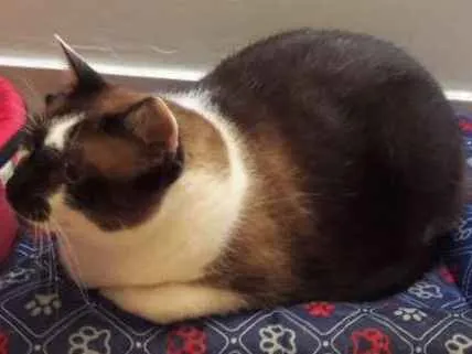 Gato ra a Siamês  idade 5 anos nome Frederico