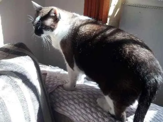 Gato ra a Siamês  idade 5 anos nome Frederico