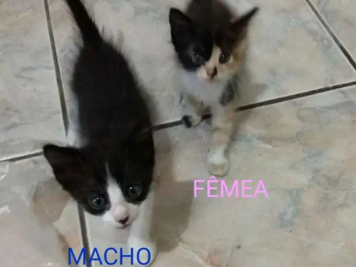 Gato ra a Sem raça idade 2 a 6 meses nome Varios