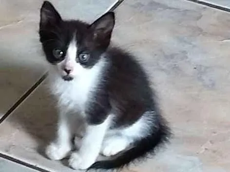 Gato ra a Sem raça idade 2 a 6 meses nome Varios