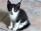 Gato raça Sem raça idade 2 a 6 meses nome Varios