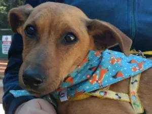 Cachorro raça SRD idade 1 ano nome Judite e Jorginho