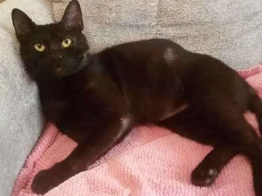 Gato ra a SRD idade 2 anos nome Amadeu