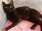 Gato raça SRD idade 2 anos nome Amadeu