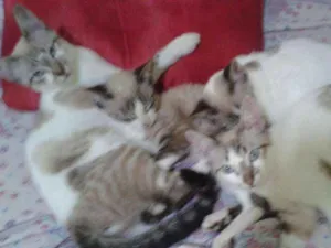 Gato raça Siames idade 7 a 11 meses nome Não tem nome