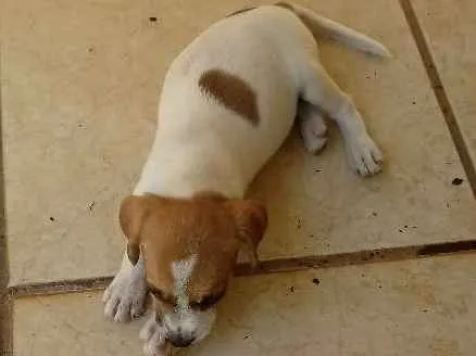 Cachorro ra a SRD idade 2 a 6 meses nome Lolla
