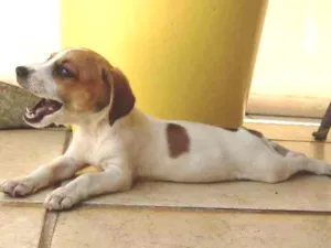 Cachorro raça SRD idade 2 a 6 meses nome Lolla