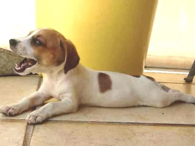 Cachorro ra a SRD idade 2 a 6 meses nome Lolla