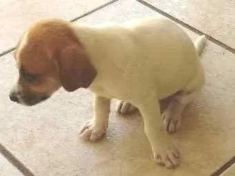 Cachorro ra a SRD idade 2 a 6 meses nome Lolla