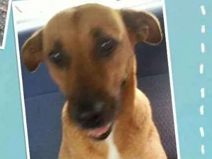 Cachorro ra a SRD idade 1 ano nome Amorosa